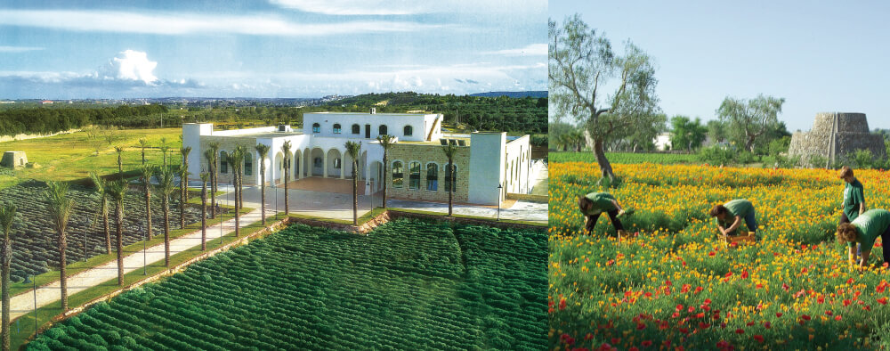 サン・デメトリオ農園（左）／プーリア州の風景（右） | ORGANIC HERB SERIES(オーガニックハーブシリーズ) | 株式会社 BH(ビーエイチ)